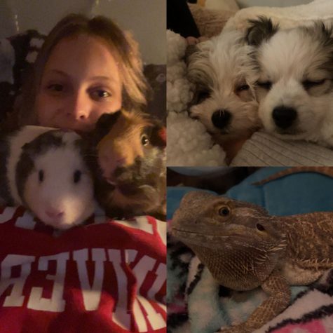 Expanding the family one pet at a time